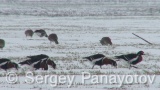 Video of Red-breasted goose - Red-breasted Goose eating grass in winter snow fields